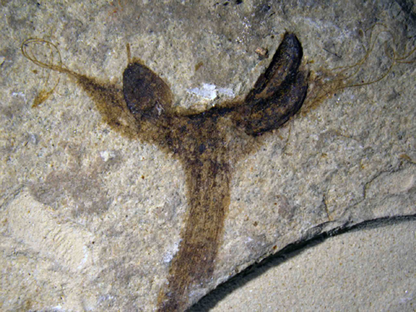 �����������������ز��з���һ���µı���ֲ����ư뼪�����Ϲ�