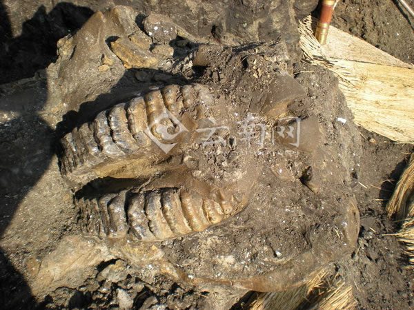 ������ͷ�ǳ���״̬