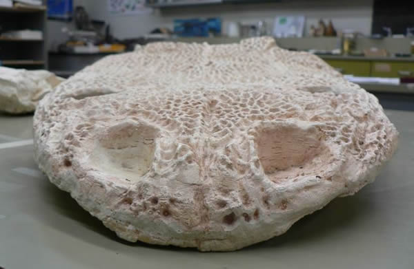 �����������ƽ��ͷ��