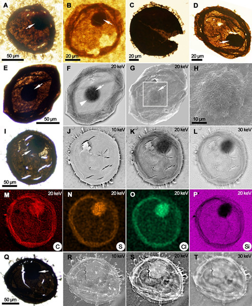 ��Ԫ�Ŵ���Դ����к�״�ں���Ļ�ʯ��ѧ�����ε��ӡ���ɢ�估���׳���