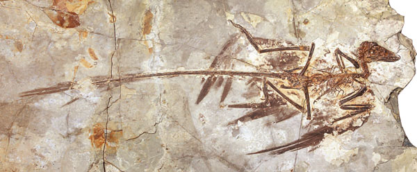 小盗龙的化石保存