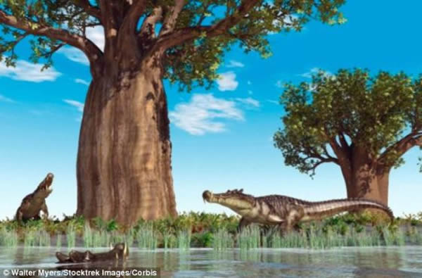 ���ڵĴ󲿷����㶼�����ڵ�ˮ���ʳ���鶯������ࡣ�������ǵ�����ȴ����ȫ��ͬ�Ķ����Щ����һ����½���Ͽ�����ǰ���ܣ���Щ���������ڿ�������ģ�¾�����Ϊ��