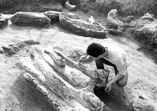 莱阳白垩纪恐龙化石挖掘现场探访记