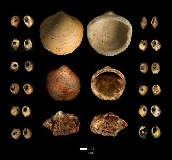 ����ۿ�����ַ�еı��Ǳ����ִ�����ͬһʱ�ڵ���ŷ�޺��ж�����