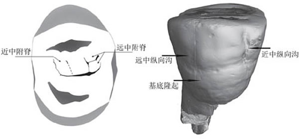 �·��ֵĺ���ֱ�����ϵ���ǰ�ʳݣ�P3��ҧ����(��)�ͼղ���(��)��̬���������ɹ�ͼ��