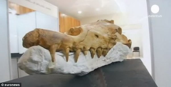 秘鲁发现4000万年前“行走鲸鱼”的骨骼化石