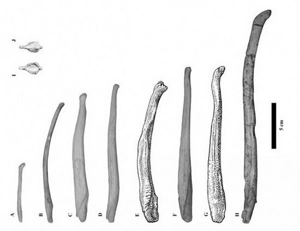 Զ����������ʯ�״ν�����������ֵ�����ͽ��䷽ʽ