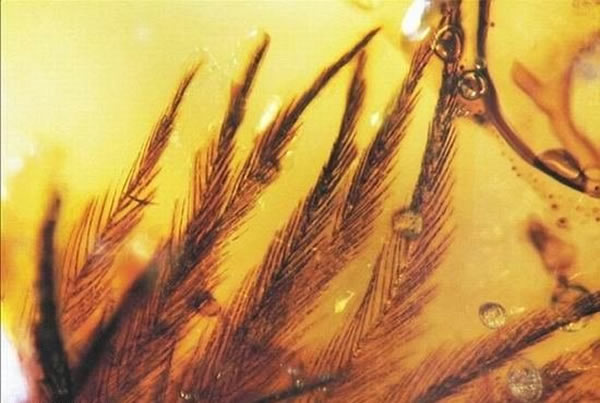 加拿大博物馆琥珀中发现恐龙羽毛