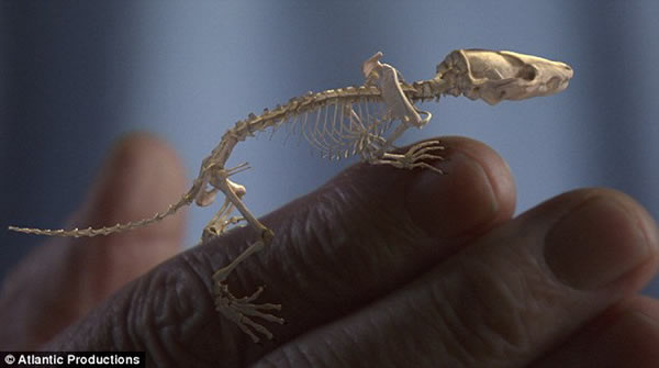 阿滕伯勒对中国云南陆丰恐龙国家地质公园的哺乳动物骨骼化石进行了研究，图中是1.95亿年前吴氏巨颅兽头骨，其头骨直径仅有1厘米，是迄今发现最早的哺乳动物之一