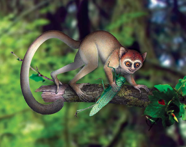 “阿喀琉斯基猴”(Archicebus achilles)复原图