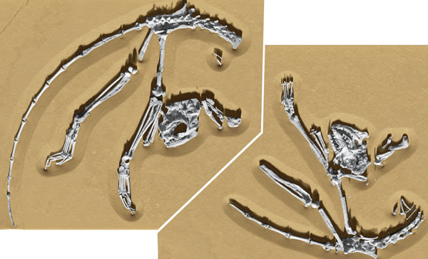 “阿喀琉斯基猴”(Archicebus achilles)化石