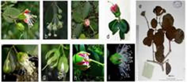 �ִ���ɣ��Sonneratiaֲ��