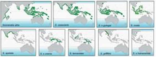 �ִ���ɣ��Sonneratiaֲ�ﲻͬ����ĵ����ֲ����