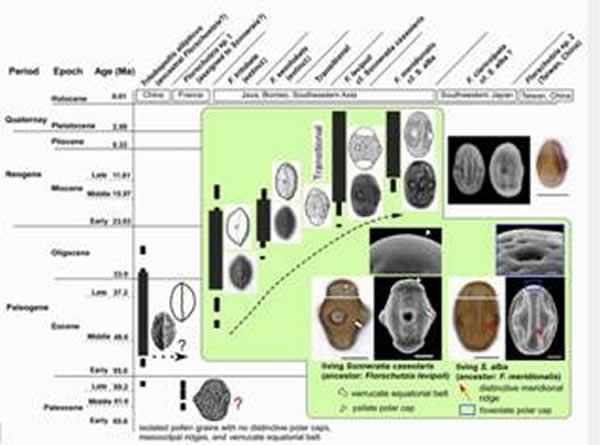 �Ӹ��Ϸ�Florschuetzia����ɣ�����۵ĵ�ʷ�ݱ��Ʋ�