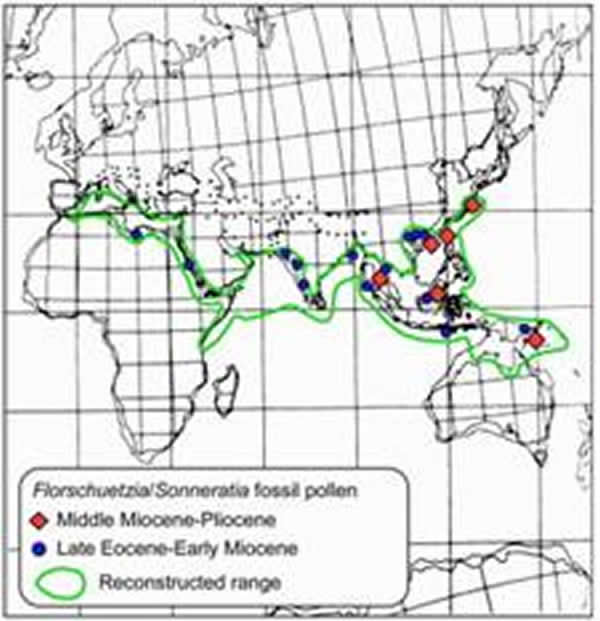 ����������ֲ�