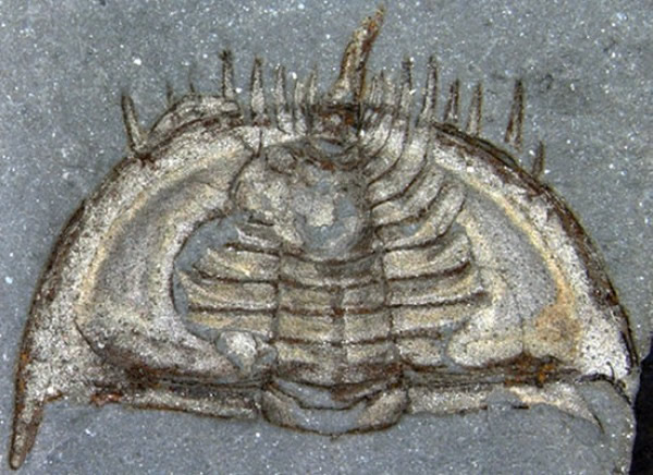 ̽����Ҷ������֮��