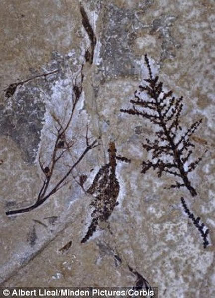 ���ۿ����ϼ�Ӳ�������ϴ󣬱ȴ����Ļ���������ڻ�ʯ�з��֡�ͼƬ����ǽ�ﻨֲ�ﻯʯ�걾��ͼƬ�Ҳ�������ˮ������ֲ��