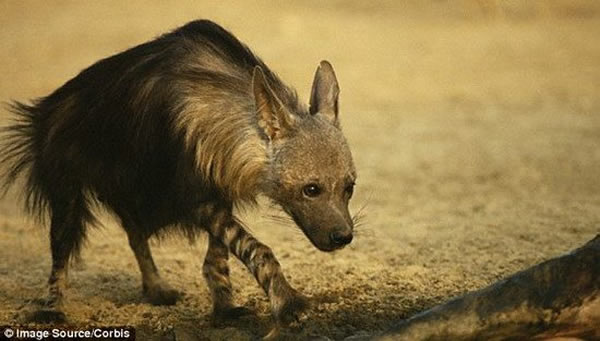 �����о���Ա��Ϊ���๷����ʳ25����ǰ�������������ʳ�����������ʬ�壬��ͬʱ�����ų��๷��ϲ����ʳ����ͷ���Ŀ����ԡ�