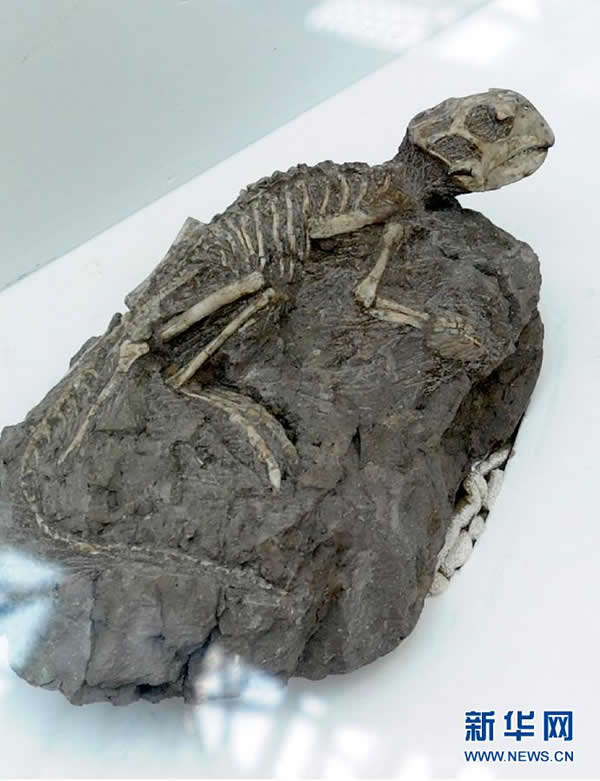 �㶫��ѧ����չ�����������ط�����ġ���30��������������ʯ��