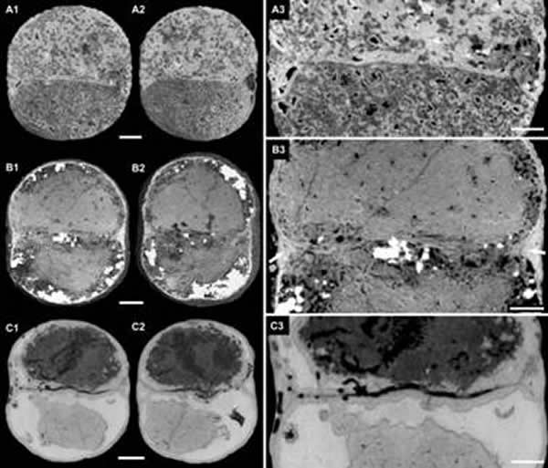 �����걾���ڲ��ṹ