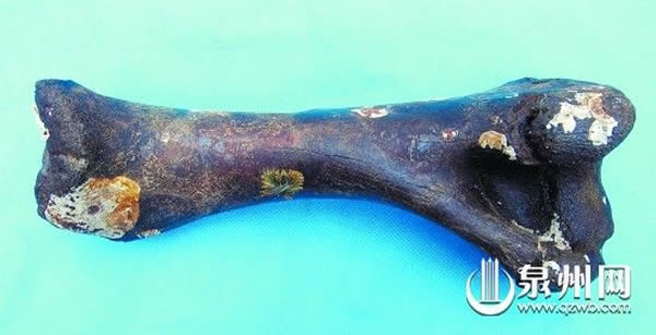 2����ǰ��Ұ�����Źǻ�ʯ