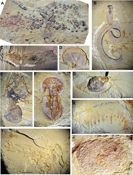 ��ͬ�����������̬���͵Ļ�ʯ�������䱣������