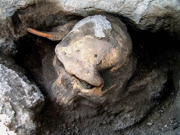 格鲁吉亚德马尼西古人类头骨化石具有“现今不同人种的同宗起源”指向