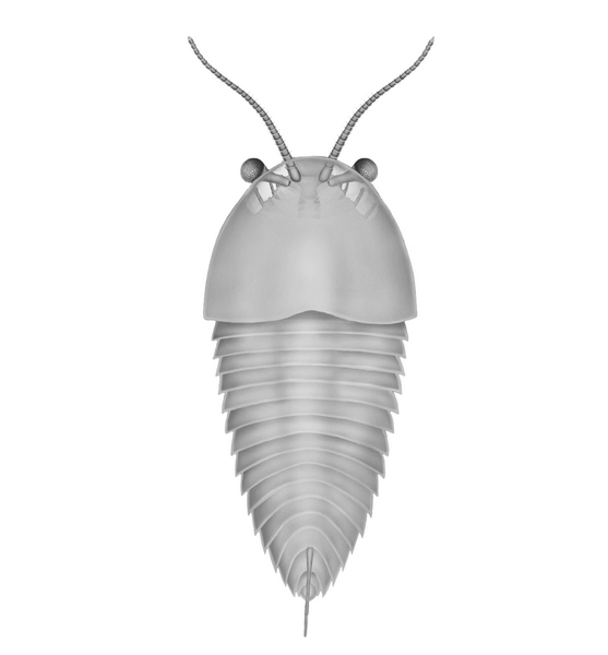 Cindarella eucallaͷ���۾��ĸ�ԭͼ