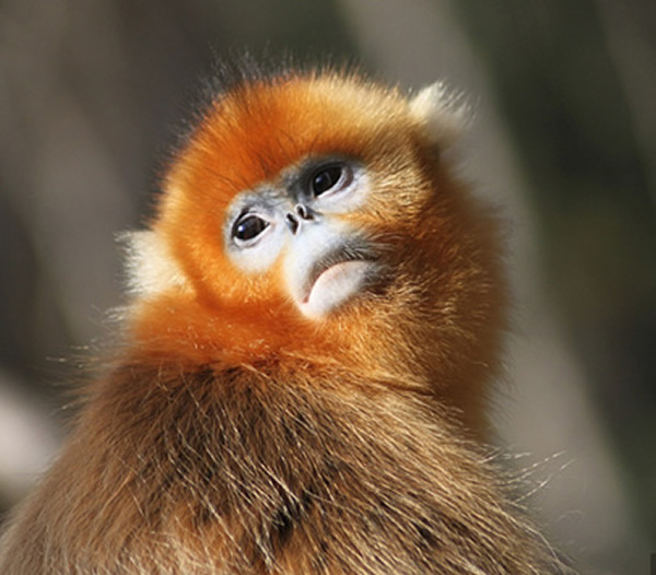 ����ͼ�������˿��