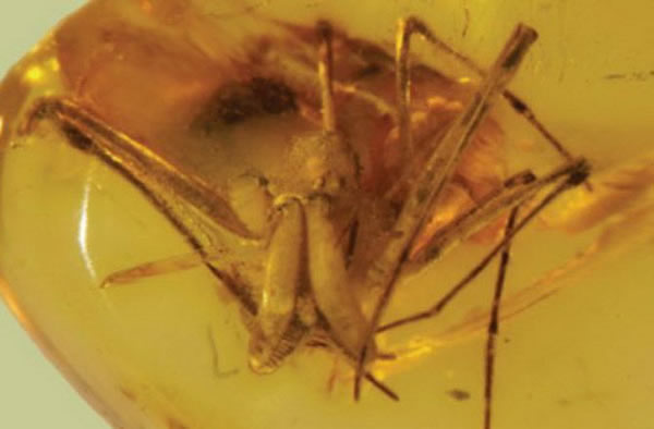 �����е�֩��