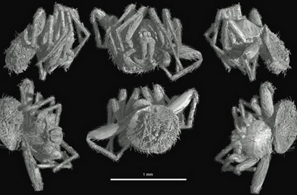 X����CTɨ��