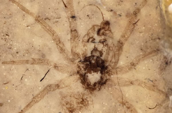 �������е�٪�޼�����