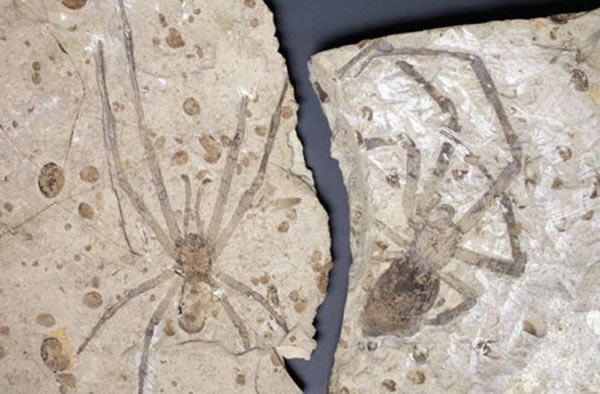 ٪�޼����Ժʹ���֩��