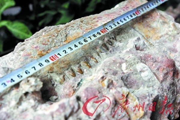 化石中所“镶嵌”的哺乳动物大型下颌骨牙板长达37厘米,可以清晰地看见牙齿。