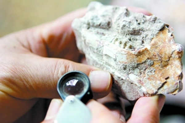 裸露出来保存较为完整的哺乳动物牙齿。