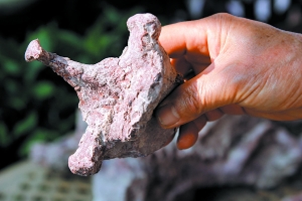 新发现的哺乳动物脊椎骨化石。