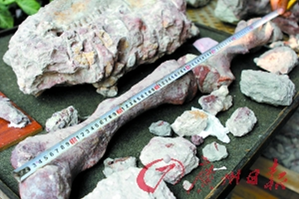 两节格外粗壮的哺乳动物下肢骨化石,长约84厘米。