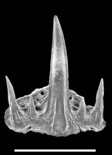 cladodontomorph