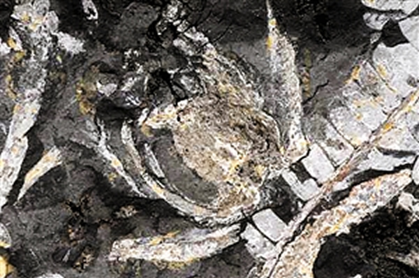 这就是著名的“深圳第一花”,花翼展6.4厘米,高4.3厘米,有完整的现代花朵外部结构。