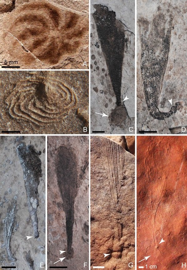 图1:其中图1A来自庙河生物群,图1B、G-H来自埃迪卡拉生物群,图1C-F来自蓝田生物群