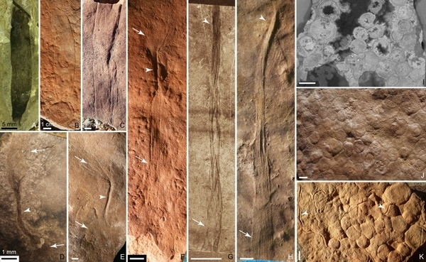 图2:其中图2A、D、G、I来自庙河生物群,图2 B-C、E-F、H、J-K来自埃迪卡拉生物群