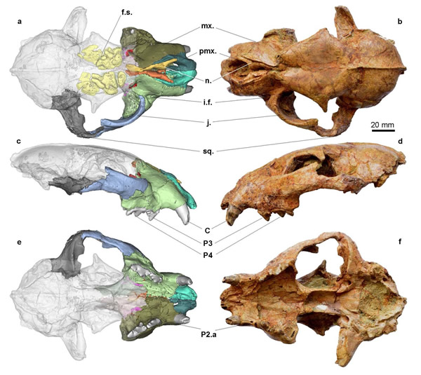 ���ϱ�Panthera blytheae��ʯ