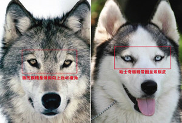 ͸��DNA����ѧ�ҷ����ִ����Ļ�����Ŵ���ŷ��Ұ����Ϊ�ӽ�