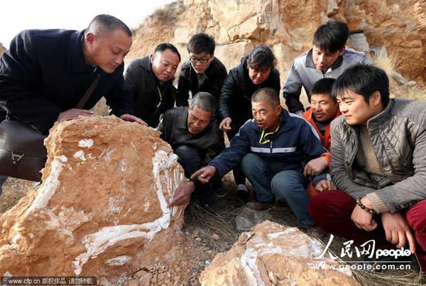 安徽淮北发现大型脊椎动物化石