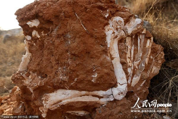 安徽淮北发现大型脊椎动物化石