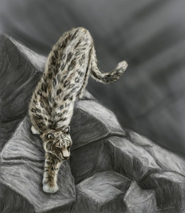 ���ϱ�Panthera blytheae��ԭͼ