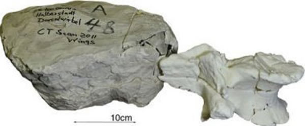 ¹оԱ3DӡԼCTɨ輼ӡʯĸƷ