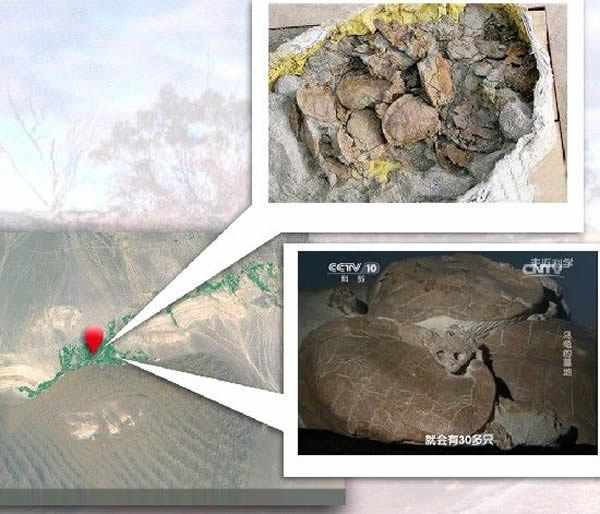 新疆鄯善侏罗纪时期乌龟墓地