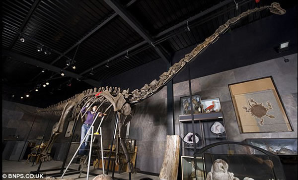 怀俄明州的采石场挖掘出的16米梁龙骨架