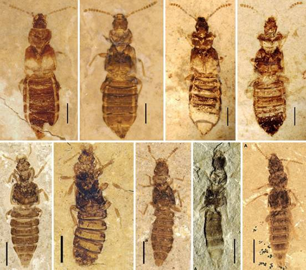 ����������滯ʯ�о��½�չ